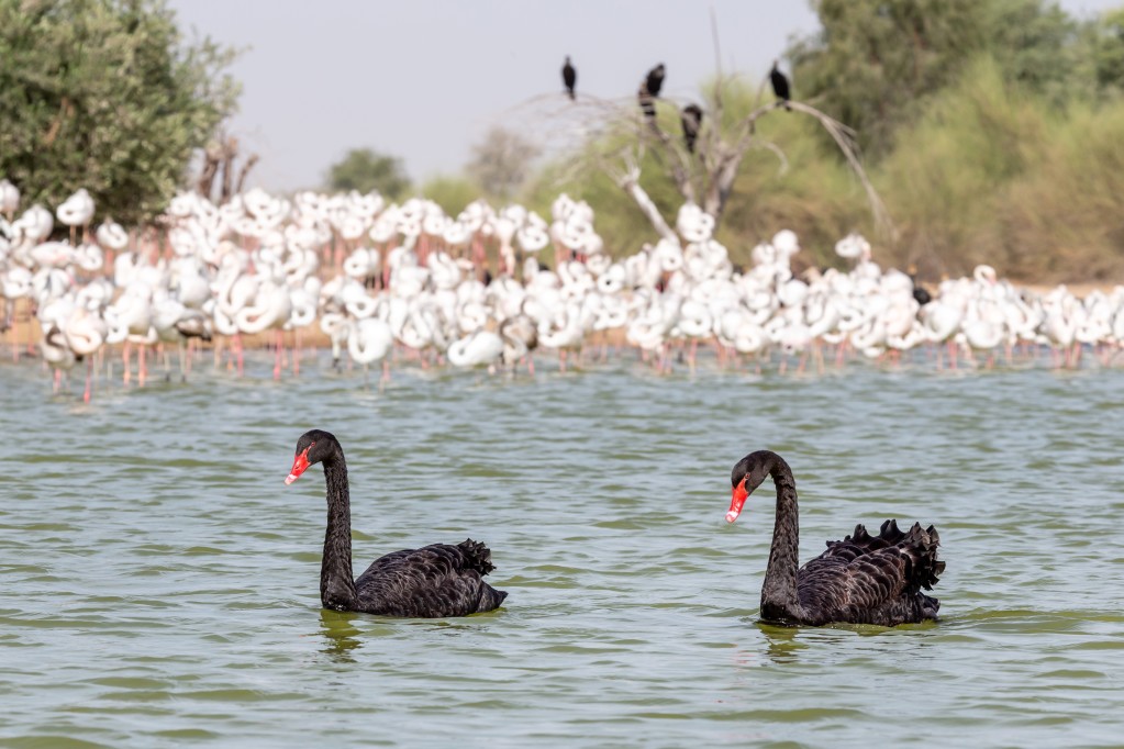 Qudra Lake